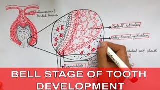 Development of Tooth  Part 2  Early and Late Bell stage of tooth development [upl. by Ltsyrk]