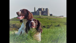 Roughshooting with English Springer spaniels [upl. by Ardnasirhc]