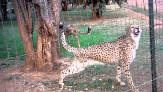 Cute Cheetah Meowing [upl. by Bogosian241]