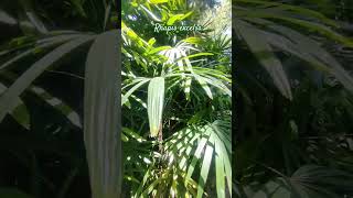 Raphis excelsa 🌿 gardeningflowers jardin plants garden [upl. by Garnes974]