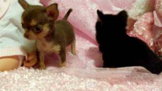 Debs Chihuahuas California wwwchihuahuateacupscom [upl. by Siugram220]