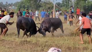 Bullfights Goa  Traditional Dhirio Sport  Goan Dhirio Sport [upl. by Mila]