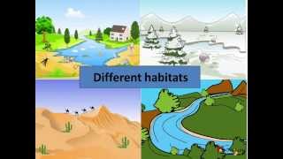 Science  How animals adapt to aquatic habitat  English [upl. by Eeralav]