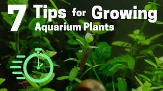 7 Tips for Growing Freshwater Plants in an Aquarium [upl. by Nowad]