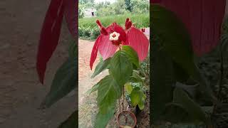 New mussaenda flower plant brought to marketmulti videos 👍👍👍👍 [upl. by Pudendas]