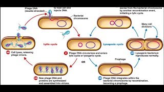 Lytic cycle and Lysogenic cycle in Hindi [upl. by Beberg]