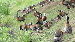 fauna brasileira sertaneja BANDO DE IRERÊS animais selvagens silvestres pantanal sertanejo brazilian [upl. by Annais]