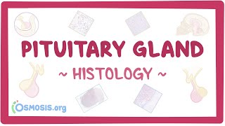 Pituitary gland Histology [upl. by Spindell]