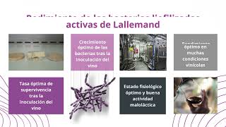 Lallemand Oenology celebra su 35 aniversario de experiencia y producción de bacterias enológicas [upl. by Ilrak94]