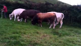 Parthenaise bulls with charolais belgium blue and simmental cross cows on a farm in Co Kerry [upl. by Odlanor344]