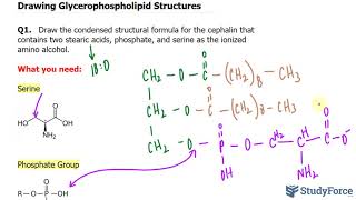 Drawing Glycerophospholipid Structures [upl. by Luba]