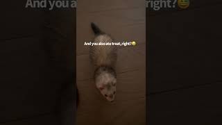 She pleads something to me😅Ferret ferret petlover animal cutepet animallover [upl. by Maccarone]