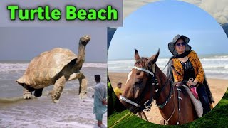 Turtle beach karachi  turtle beach 2024  manora beach karachi  karachi samandar [upl. by Ennaillij]