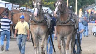 2011 Lorain County Fair horse pull [upl. by Hardej425]