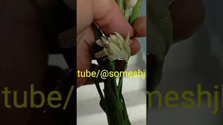 Rajnigandha रजनीगंधा tuberose Nishigandha टूबरोस Gulcheri ट्यूबरोज Polianthes tuberosa L [upl. by Gerdi]