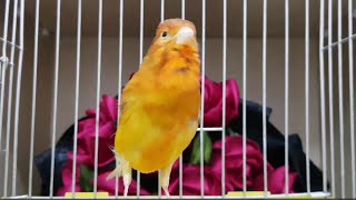 Best Male canary MAting call canary singing for training [upl. by Eveleen315]