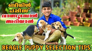 ബീഗിൾ പപ്പികളെ വാങ്ങുമ്പോൾ ശ്രദ്ധിക്കാൻ  Beagle Puppy Selection Tips [upl. by Monk362]