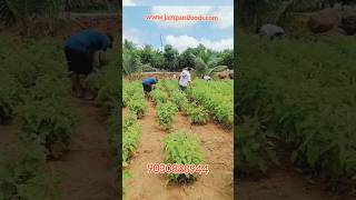 Buffet in farm and organic Vegetables [upl. by Dot733]