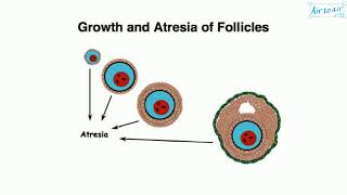 follicular atresia [upl. by Allez722]