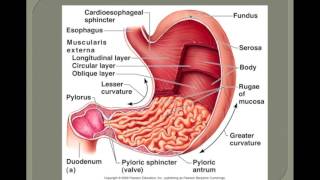 Alimentary Canal [upl. by Ardnot512]