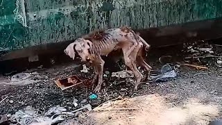 A scrawny stray dog Found by rescuers Amazing Transformation [upl. by Amekahs942]