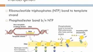 Biology 1 Lecture 17 Transcription and Translation [upl. by Lakim]