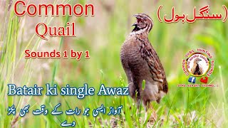 single Quail sounds 2024  quail Batair ki Awaz 2024 [upl. by Rossi788]