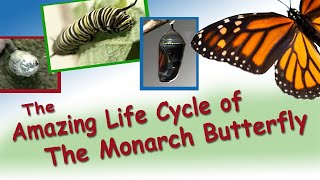 Amazing Life Cycle of the Monarch Butterfly [upl. by Eirol]