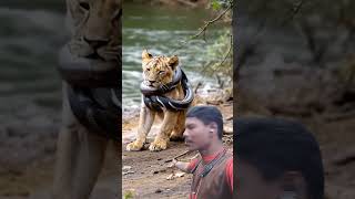 Tiger 🐅 Dajar video tiger viralvideos shortvideos sanjib hembram you top [upl. by Stevana]