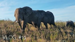 Amazing animal encounters at Gondwana Game Reserve [upl. by Ahsinel]