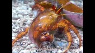 Hermit crab leaves glass shell [upl. by Netsyrk]