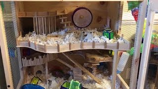 DIY hamster cage  home made luxury habitat for my 3 dwarf hamsters [upl. by Trisha635]