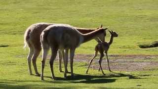 Baby vicuña takes first steps at Kolmården Zoo [upl. by Eillod96]