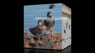 coot gadwall pintail call sound [upl. by Ecinuahs160]