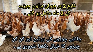 Bovans brown farming  poultry farming in Pakistan  highest egg laying breed  Naqvi poultry farms [upl. by Bozovich740]