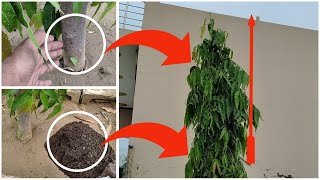 अशोक का पेड़ बढ़ेगा दुगनी गति से बस आपको ये करना है। Polyalthia longifolia Tree Care [upl. by Thirza833]