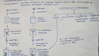 Complement fixation test Wasserman reaction  Syphillis  NBDE [upl. by Acimehs]