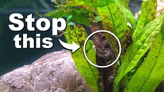 STOP Killing Your Aquarium Plants  10 Easy Mistakes to Avoid [upl. by Lotsirk]