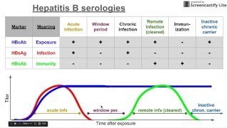 Hepatitis B serologies [upl. by Vonnie]