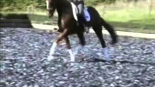 wwwsporthorsesonlinecom Wonderful Hanoverian dressage horse for sale SOLD [upl. by Idnyl]