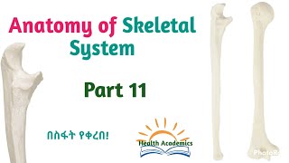 Anatomy of Skeletal System Humerus amp Ulna Interesting Video with Amharic Speech Part 11 [upl. by Ttimme]