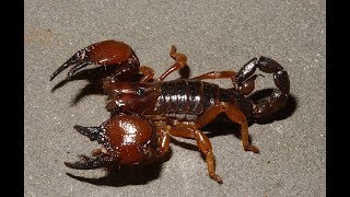 Top 10 Most Dangerous Scorpions of the world [upl. by Lemuelah]