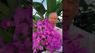 Cattleya Skinneri National Flower of Costa Rica [upl. by Philina]