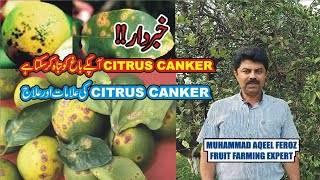 Citrus Canker Symptoms and Control l How to control Citrus Canker II Citrus Diseases and Control [upl. by Einneg]