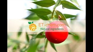 Butcher’s broom extracts Ruscus aculeatus extracts Ruscogeninbenefits production 2018 organic [upl. by Frida]