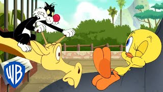 Looney Tunes  Tweety at the Zoo  WB Kids [upl. by Wolram357]