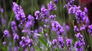 Lavender angustifolia or lavandula officinalis [upl. by Colleen729]