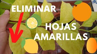 ¿Hojas AMARILLAS Te enseño a ELIMINAR las hojas AMARILLAS de los CÍTRICOS Naranjo y limonero HdC [upl. by Bert]