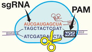 Genome Editing with CRISPRCas9 [upl. by Bopp6]