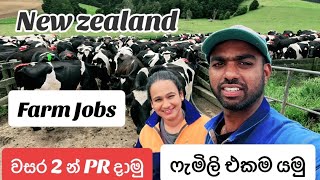 Working in New zealand Dairy Farm 🇳🇿 රැකියාවක් සදහා යන විදිය හරියටම දැන ගන්න [upl. by Illehs339]